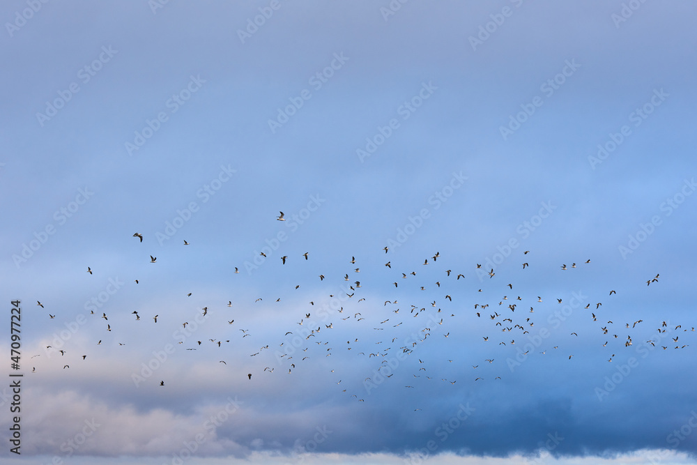Flock of birds