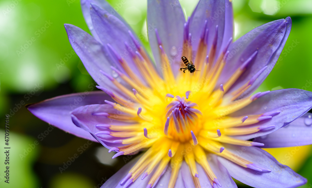 Beautiful water lily flower close-up macro shot, a busy bee collecting nectar in the morning. Dewdrops on the petals. Beautiful water lily flower close-up macro shot, a busy bee collecting nectar in the morning. Dewdrops on the petals.