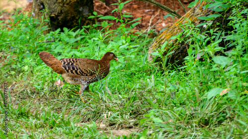 Sri Lankan junglefowl female, Hen is much smaller compared to the male, dull brown plumage with white patterning on lower belly and breast. photo