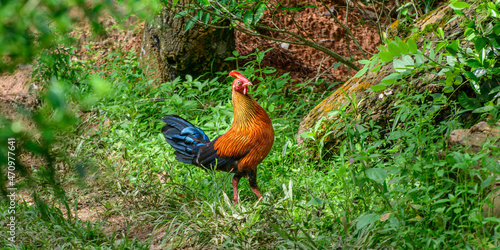 Sri Lankan junglefowl, the National bird of Sri Lanka, is also endemic, with Beautiful vivid plumage, and highly exaggerated wattle and comb. Orange-red body plumage with dark purple to black wings. photo