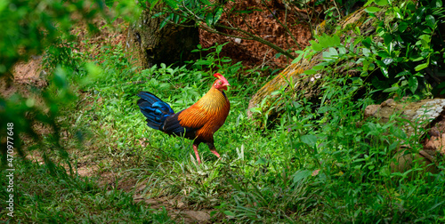 Sri Lankan junglefowl photograph, Beautiful vivid plumage, and highly exaggerated wattle and comb. Orange-red body plumage with dark purple to black wings and tail. the national bird in Sri Lanka. photo