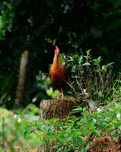 Sri Lankan junglefowl frontal view photograph, Beautiful male jungle fowl stand on a tree log and watchful of the surroundings, Endemic and the national bird in Sri Lanka. photo