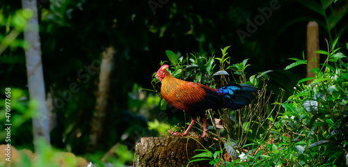 Sri Lankan jungle fowl photograph, Beautiful male jungle fowl stand on a tree log and watchful of the surroundings, Endemic and the national bird in Sri Lanka. photo