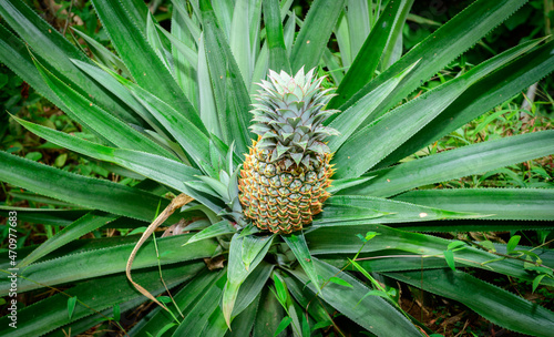 Pineapple plant closeup, fresh and ripe tropical fruit.