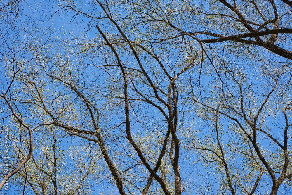 Branches of a tree with blue background Branches of a tree with blue background