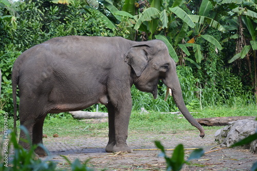 The Sumatran elephant  Elephas maximus sumatranus is  recognized subspecies of the Asian elephant  and native to the Indonesian island of Sumatra and in general  Asian elephants are smaller than Afric