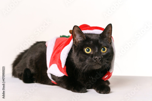 Portrait of a beautiful black cat merry santa claus On a white background looks with yellow eyes. Festive cat . Cute cat in New Year's Santa costume