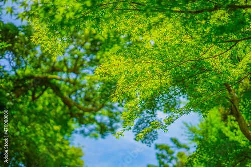 緑のもみじと青い空 © kanzilyou