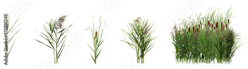 Set with beautiful green reed on white background. Banner design