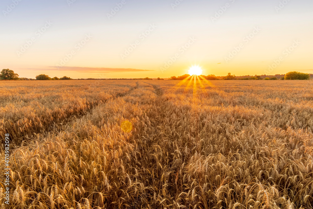 Obraz premium Scenic view at beautiful summer sunset in a wheaten shiny field with golden wheat and sun rays, deep blue cloudy sky, road and rows leading far away, valley landscape
