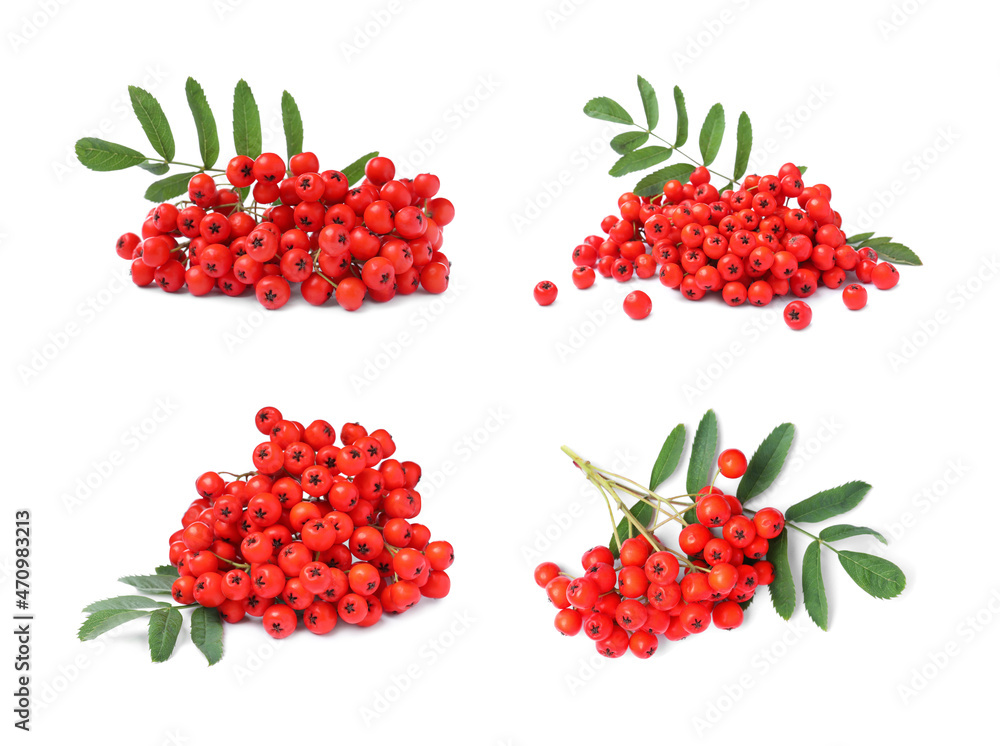 Set with ripe rowan berries on white background Set with ripe rowan berries on white background