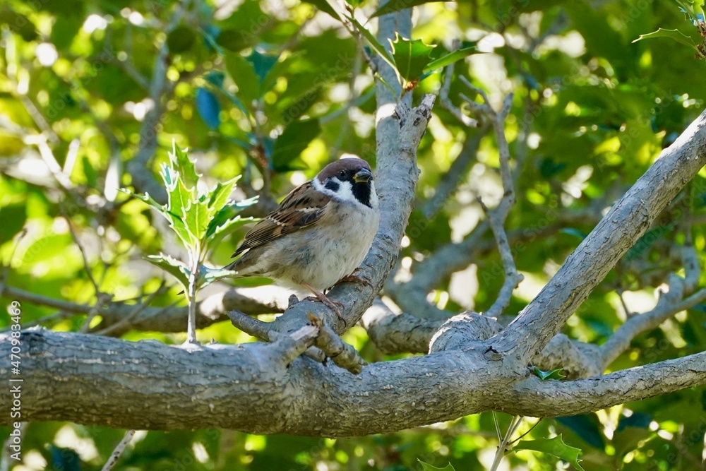 sparrow on the branch