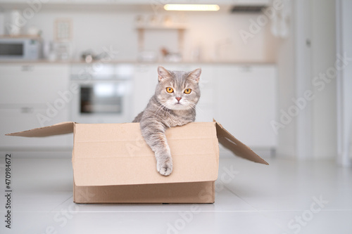 Сat sitting in a box
