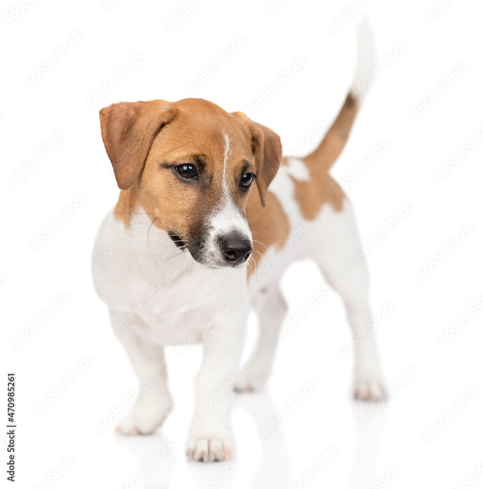 Curious Jack russell terrier puppy stands and looks away. Isolated on white background