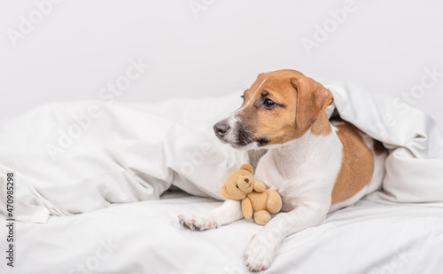 jack russell terrier puppy lies with toy bear under white warm blanket on a bed at home and looks away on empty space