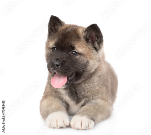 American akita puppy lies in front view and looks at camera. Isolated on white background