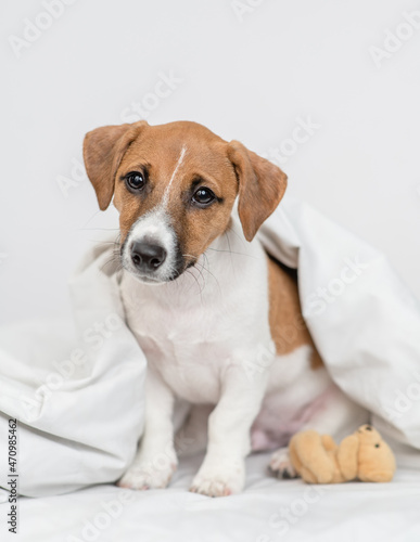 jack russell terrier puppy sits with toy bear under white warm blanket on a bed at home and looks at camera