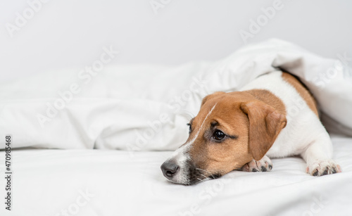 Unhappy jack russell terrier puppy lying under white warm blanket on a bed at home. Empty space for text