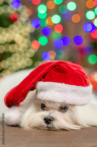 Unhappy Maltese puppy wearing a funny santa hat sits on festive Christmas background