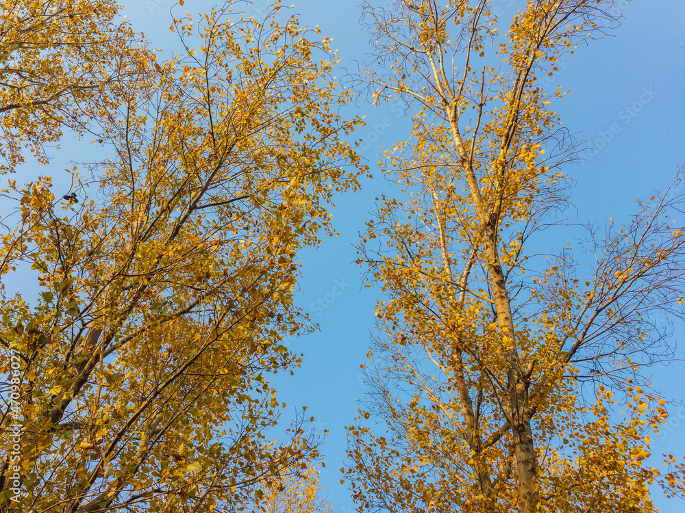 Tree leaves turn yellow in fall season Tree leaves turn yellow in fall season