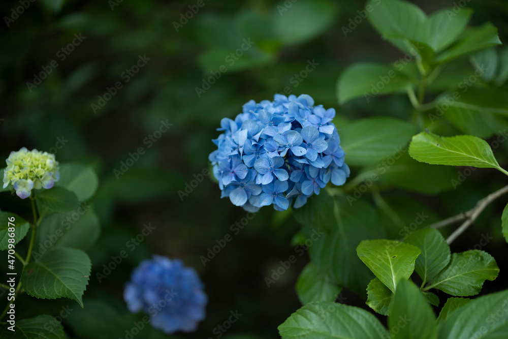 紫陽花　静寂