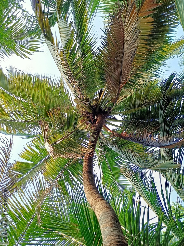 Obraz premium Coconut tree