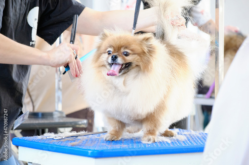 pomeranian in a beauty salon for dogs on a grooming table