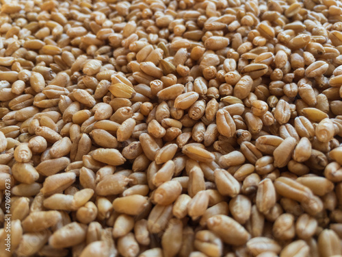 Wheat seeds or crop closeup view