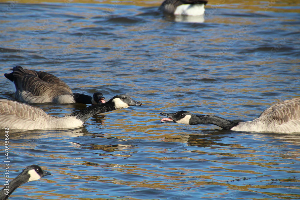 Fototapeta premium country goose branta canadensis