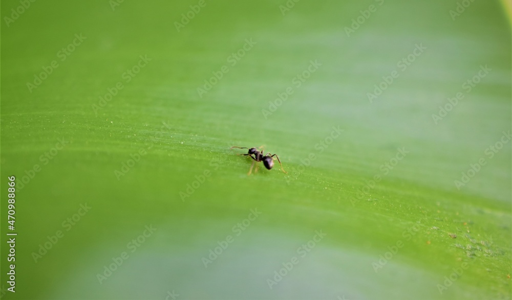 ant on leaf ant on leaf
