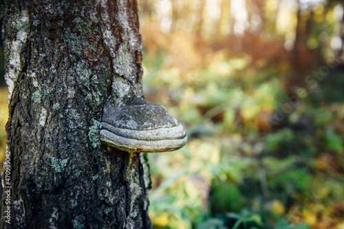 Chaga mushroom on birch trunk, close up. Grey fungus on old tree in forest. Folk alternative medicines concept.