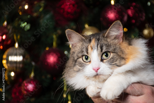 Funny fluffy tricolor cat with yellow eyes on the background of a decorated Christmas tree: a place for text, merry Christmas decorations, happy new year