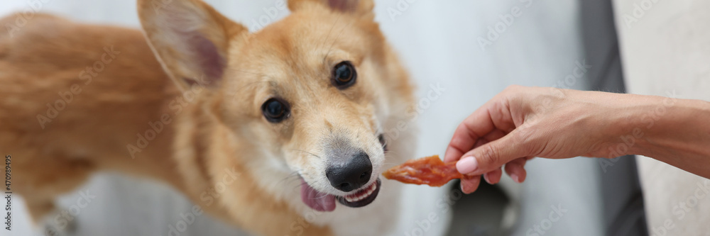 Woman giving corgi dog piece of meat at home