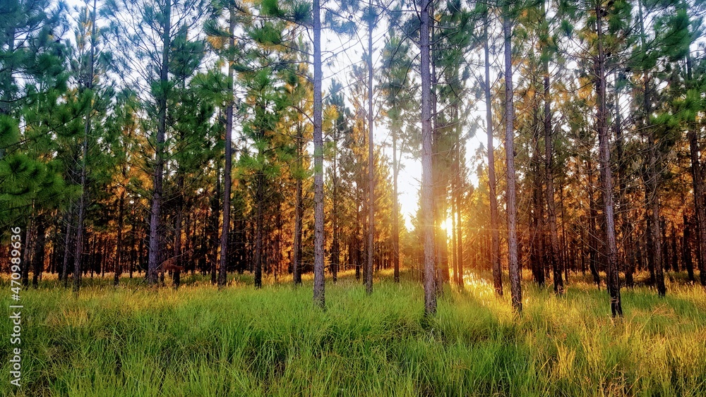 Obraz premium Sunset through the forest