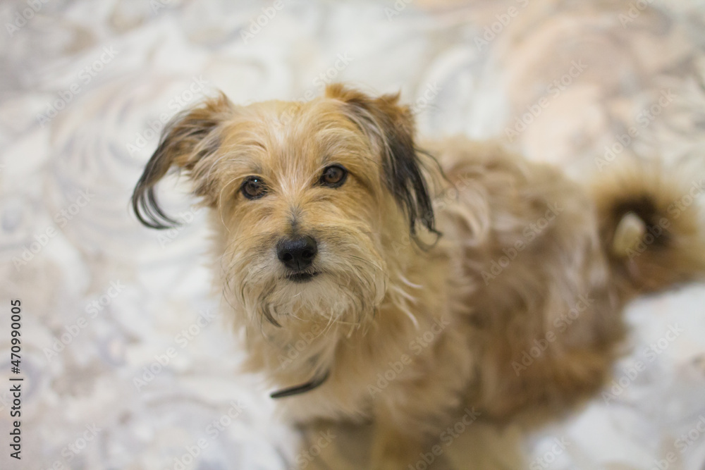 a small dog sits and looks into the frame. small dog without breed, light coat, brown eyes. cute puppy. a small dog sits and looks into the frame. small dog without breed, light coat, brown eyes. cute puppy.