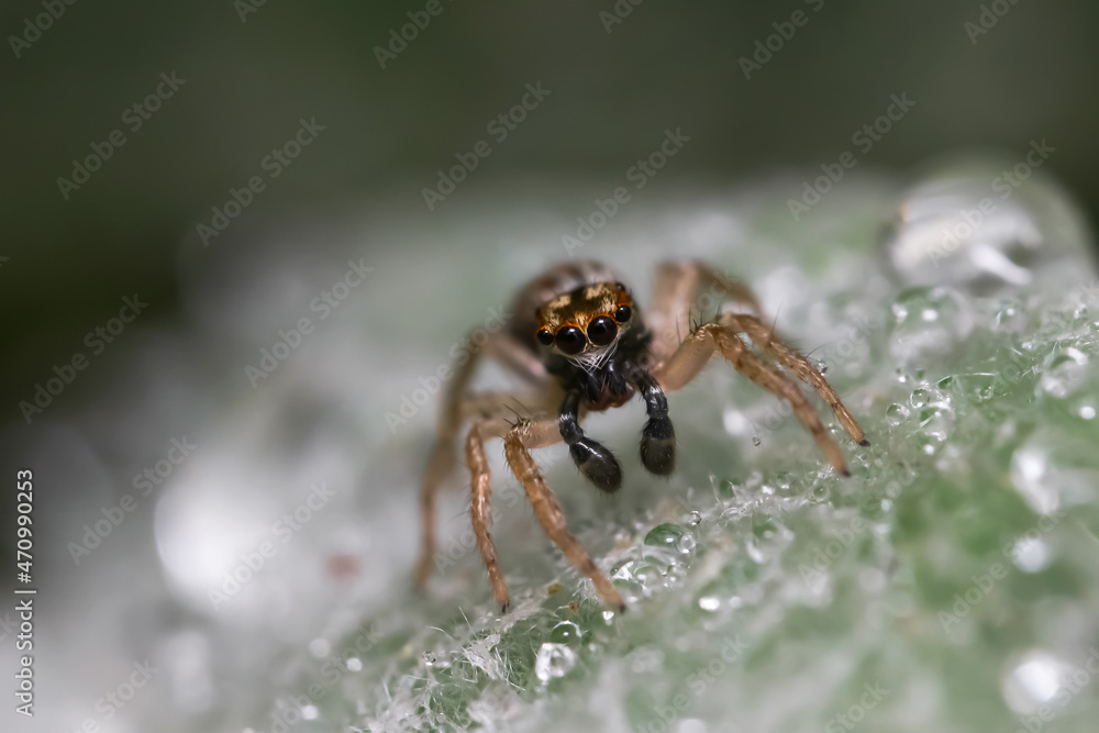 Close up shot of Jumping spider on a leaf with water drops Close up shot of Jumping spider on a leaf with water drops