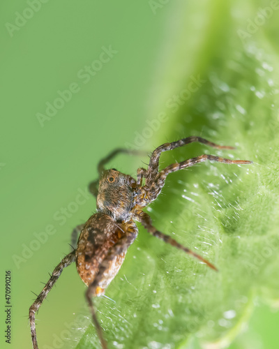 Close up shot of Spider on a leaf