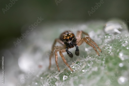Close up shot of Jumping spider on a leaf with water drops