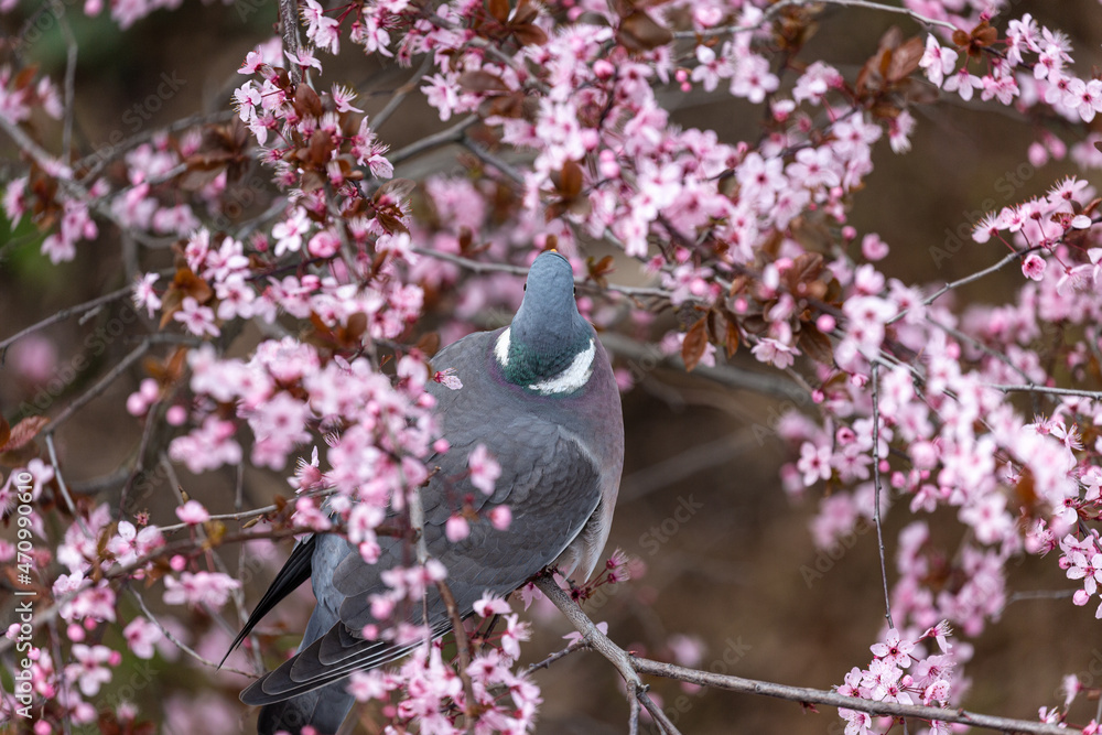 Pigeon hide in blooming cherry tree in spring
