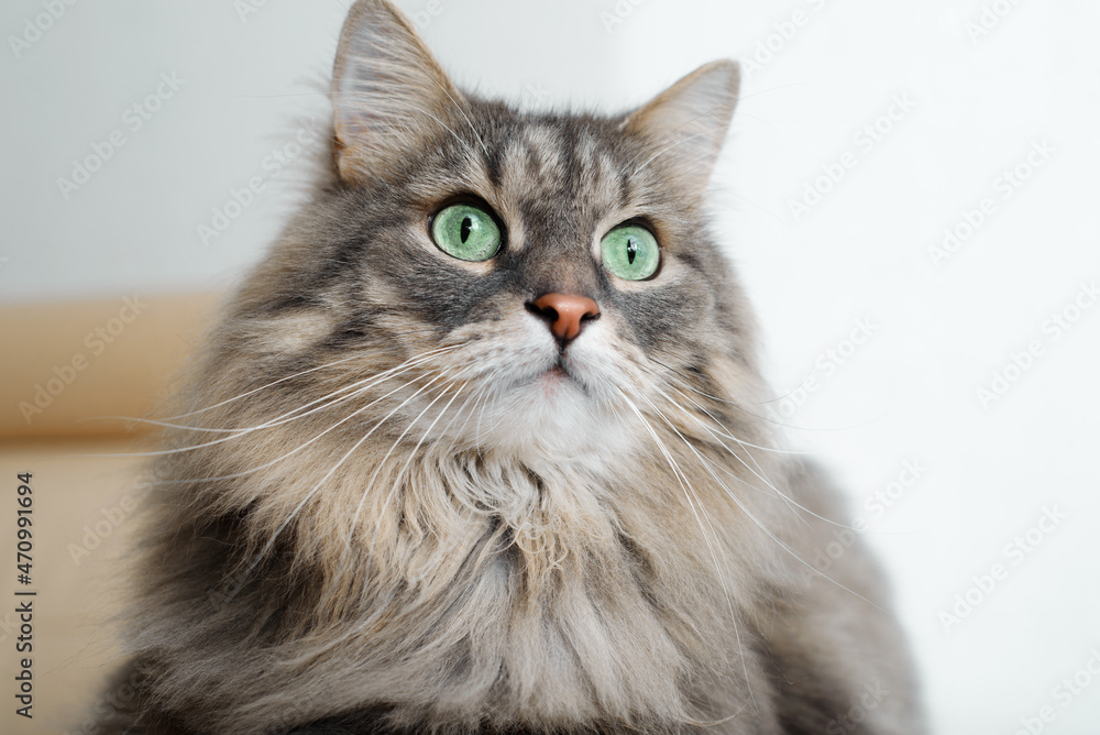 Indoor cat portrait, close-up. Gray fluffy beautiful cat with big green eyes lying, resting on sofa and looking away. Furry thoroughbred pet with surprised expression on face. Animal theme