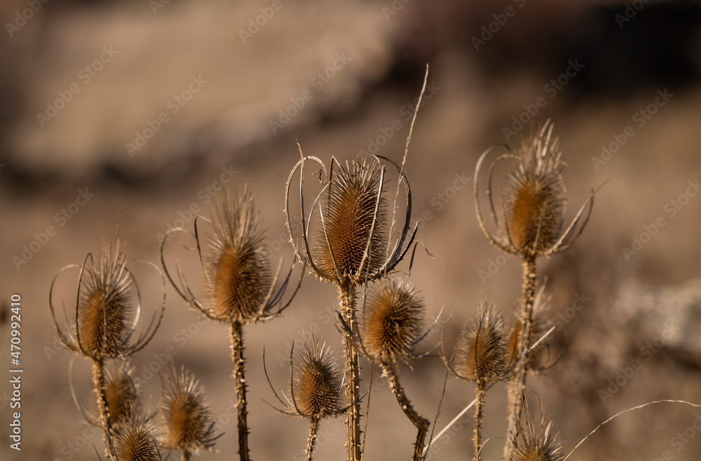 Closeup of dry wild flowers in field Closeup of dry wild flowers in field