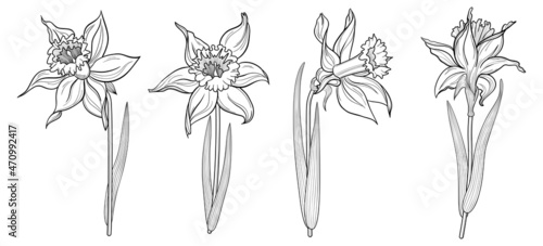 Spring daffodils collection. Flower line art. Isolated white background.