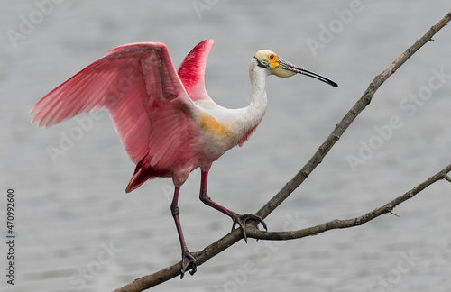 Roseate spoonbill photo