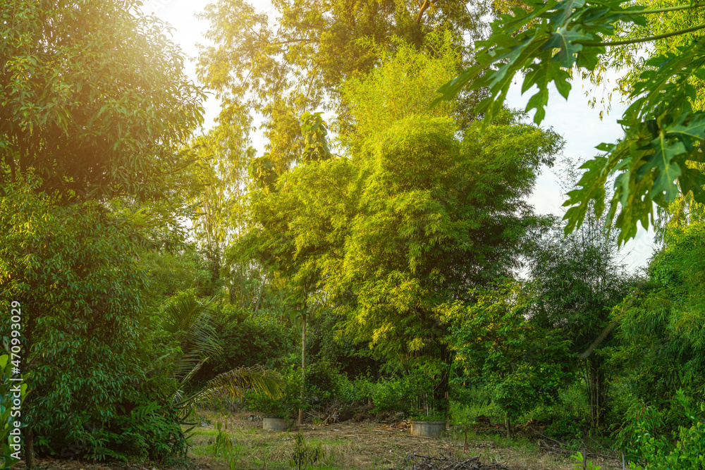 green bamboo trees standing together in the bush Natural forest background with copy space. green bamboo trees standing together in the bush Natural forest background with copy space.