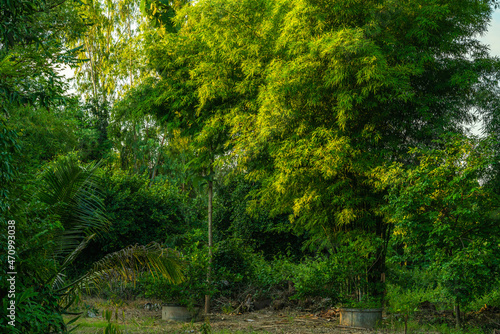 green bamboo trees standing together in the bush Natural forest background with copy space.