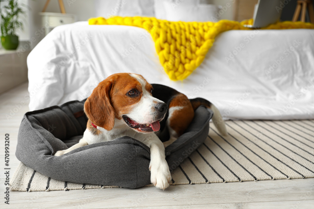 Cute Beagle dog lying in pet bed at home