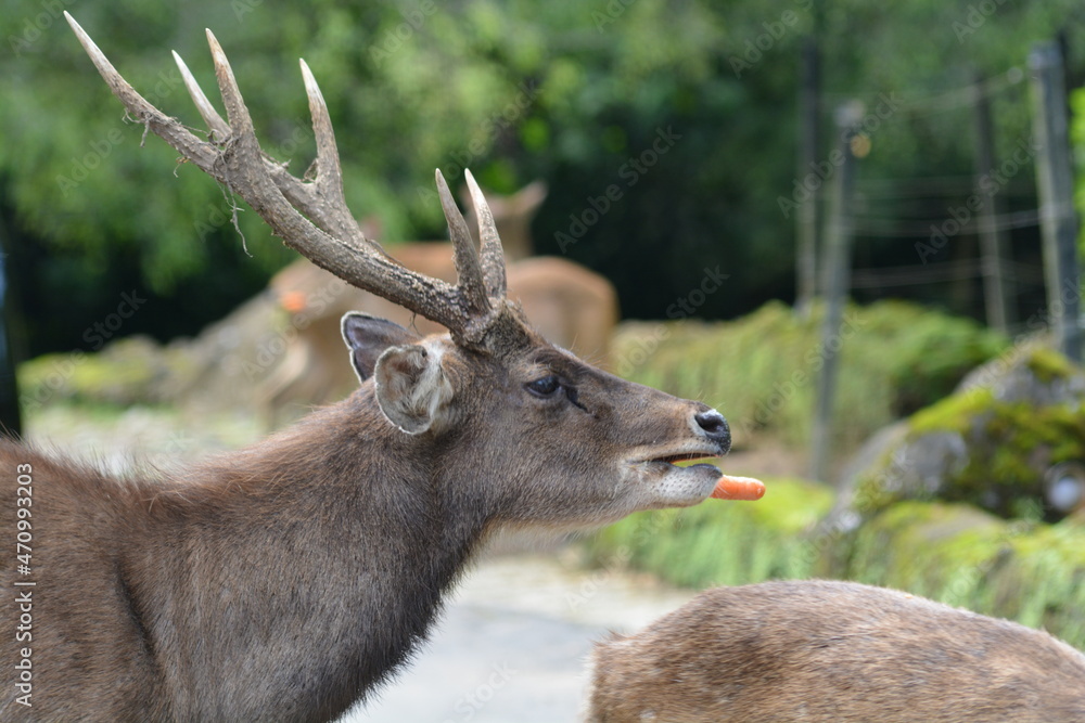 The Javan rusa or Sunda sambar, Rusa timorensis is a deer native to the ...