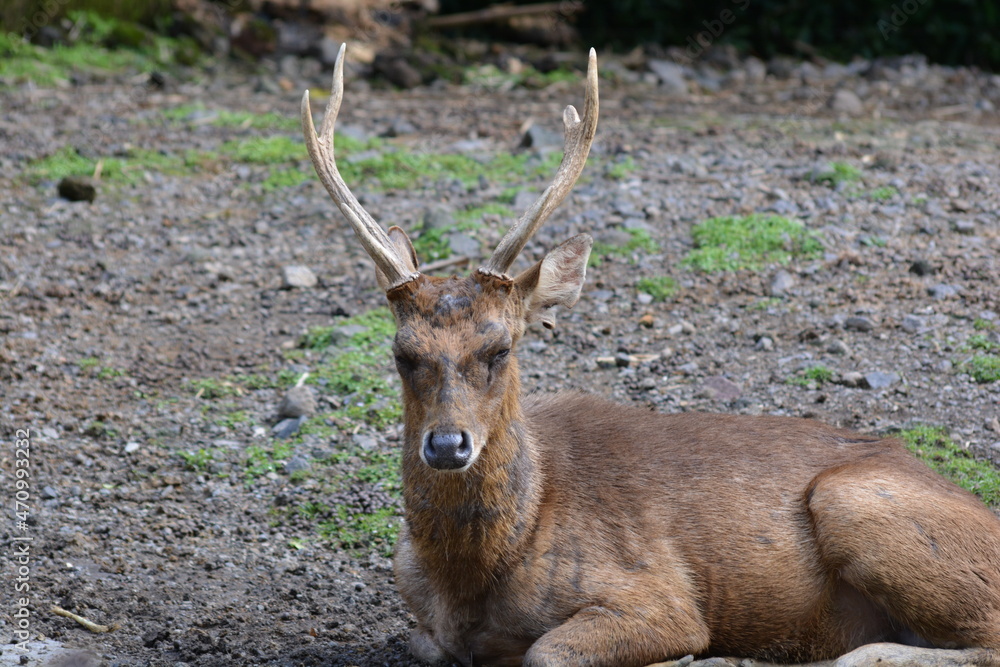 The Javan rusa or Sunda sambar, Rusa timorensis is a deer native to the islands of Indonesia and East Timor. Introduced populations exist in a wide variety of locations in the Southern Hemisphere The Javan rusa or Sunda sambar, Rusa timorensis is a deer native to the islands of Indonesia and East Timor. Introduced populations exist in a wide variety of locations in the Southern Hemisphere