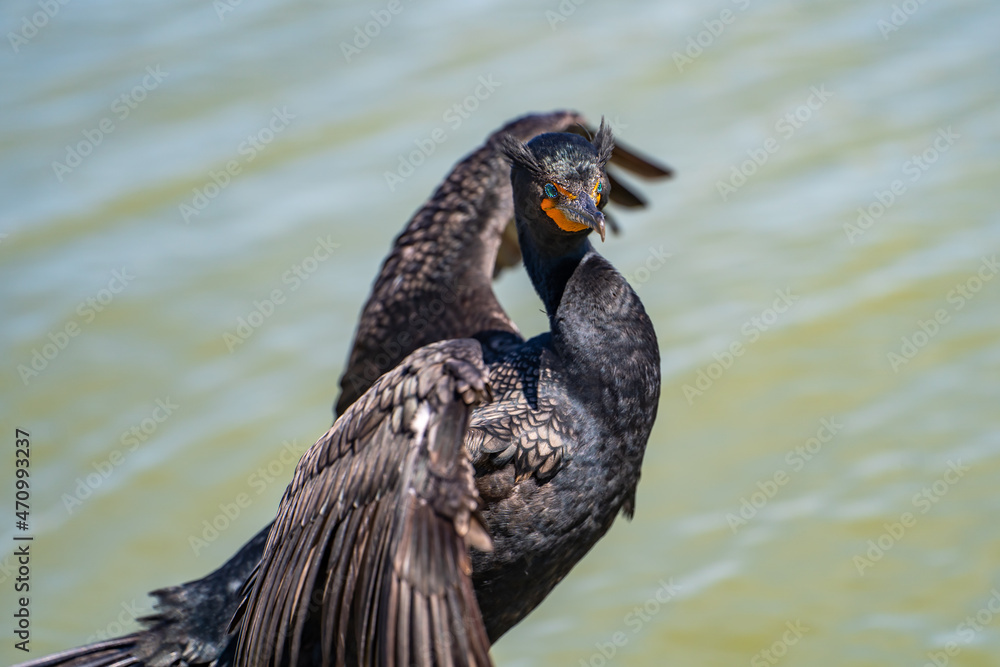 Portrait of a Double-crested cormorant (Phalacrocorax Auritus) with open wings. 