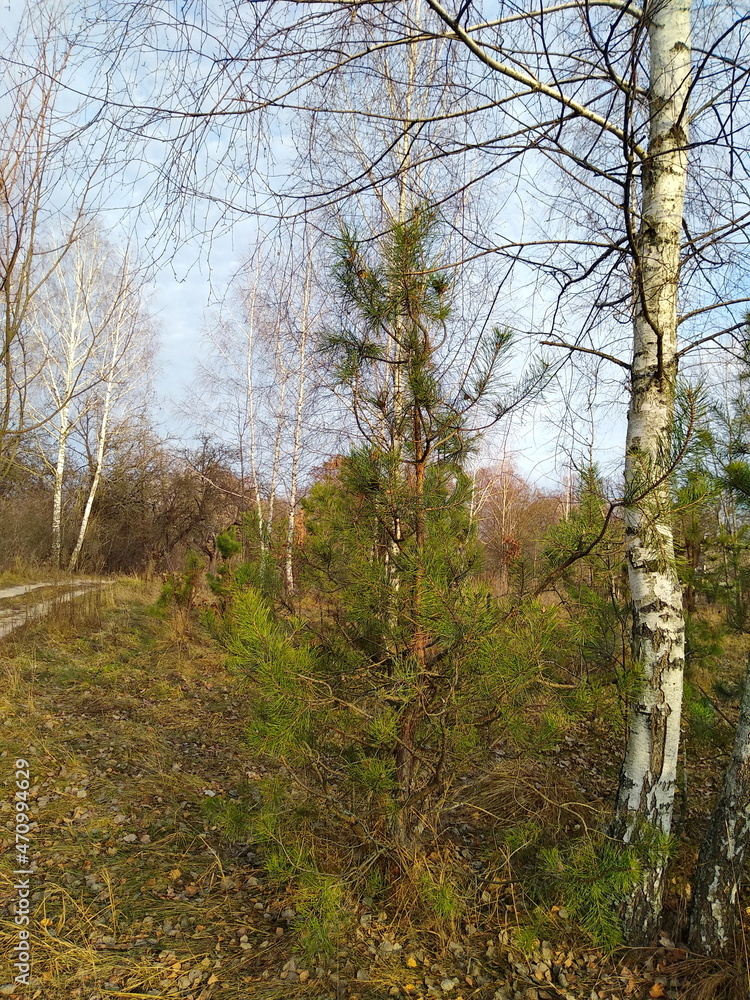 Fototapeta premium trees in the forest